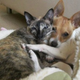 Video: Puppy & Cat Fall In Love